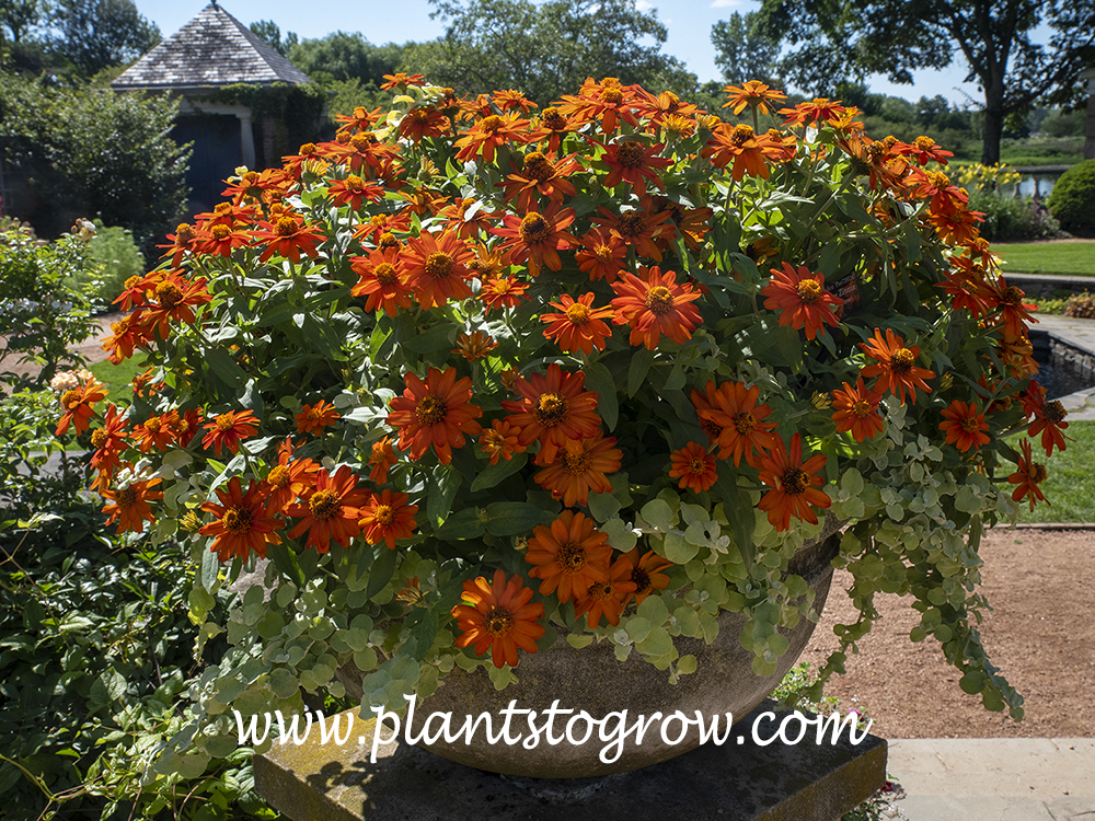 Zahara Fire Zinnia (Zinnia marylandica)